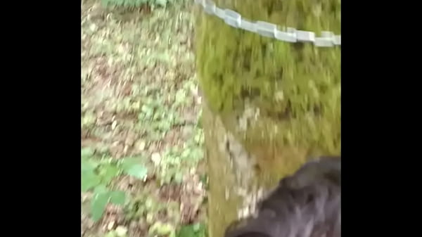 2025 07 18 Chienne Marie offerte en foret