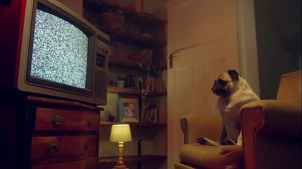 Wet pussies – Amirah Adara and Melody Marks eat each other like filthy sluts | Benefit Monkey