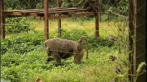 White girl Caroline Sweets gets stretched by BBC in interracial scene – Reality